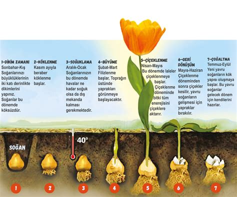 lale soğanı nasıl ekilir